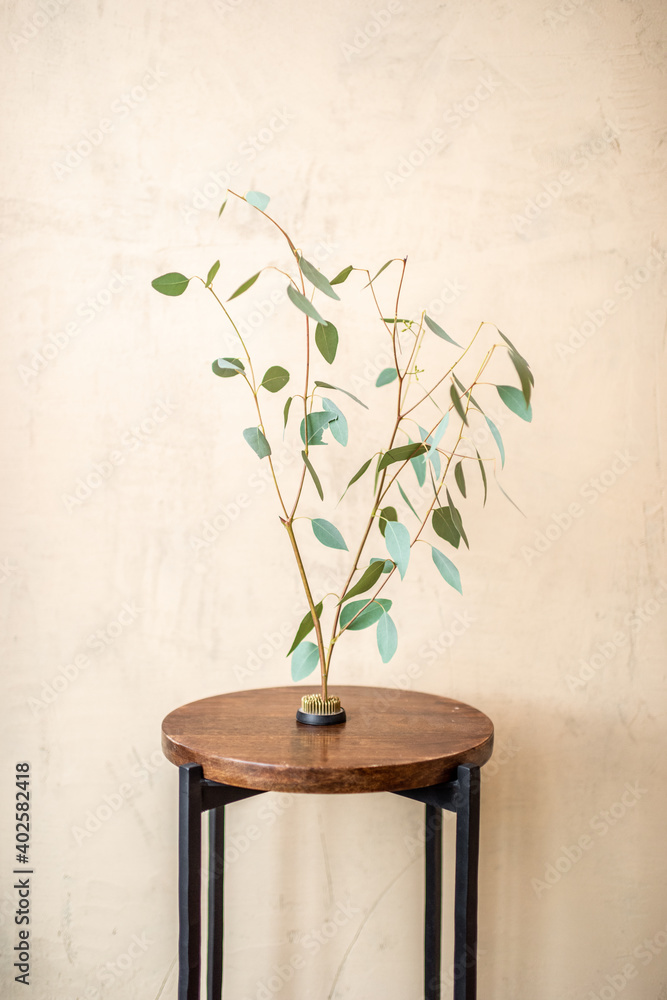 Bunch of Eucalyptus on a small table on a beige wall background