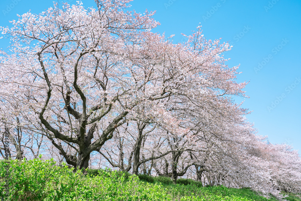 桜　染井吉野