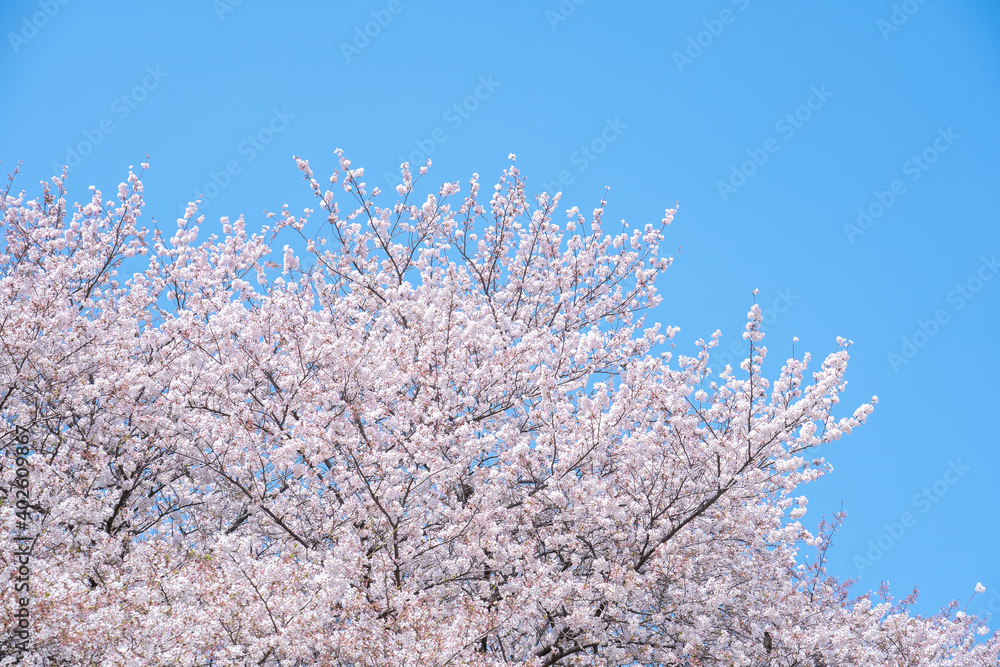 桜　染井吉野