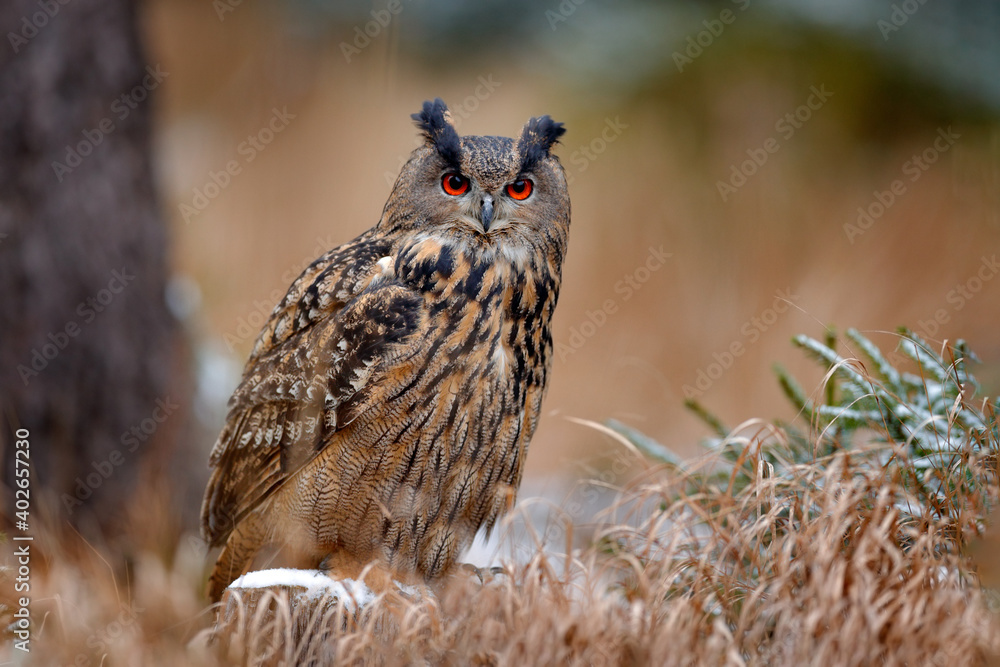 欧亚鹰鸮，Bubo Bubo，坐在树干上，与橙色a一起在森林中拍摄野生动物照片