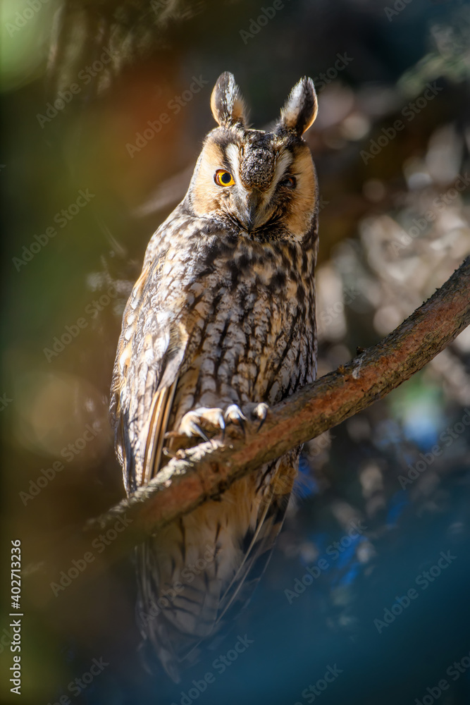 Owl sit in a tree and looking on the the camera