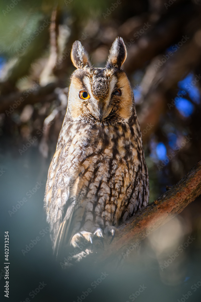 Owl sit in a tree and looking on the the camera