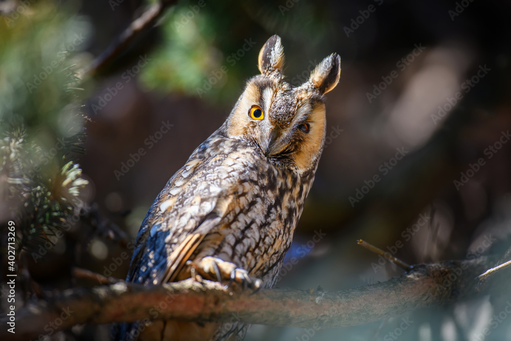 Owl sit in a tree and looking on the the camera