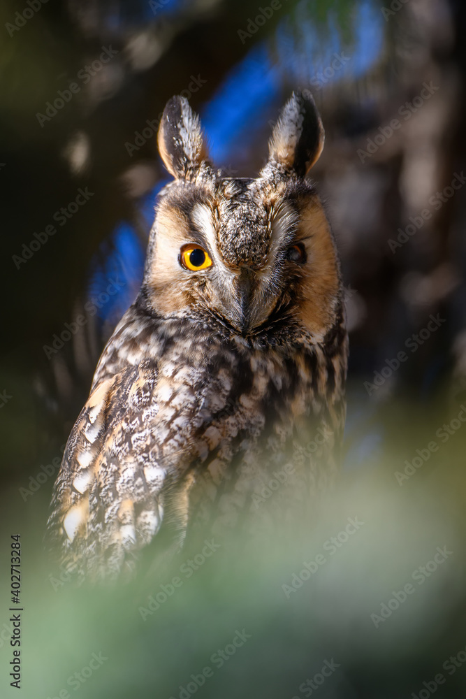 Owl sit in a tree and looking on the the camera