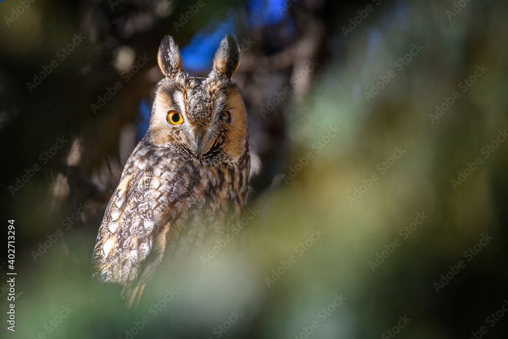 Owl sit in a tree and looking on the the camera