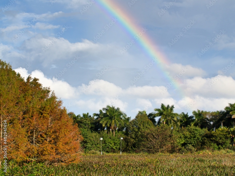 rainbow over the forest