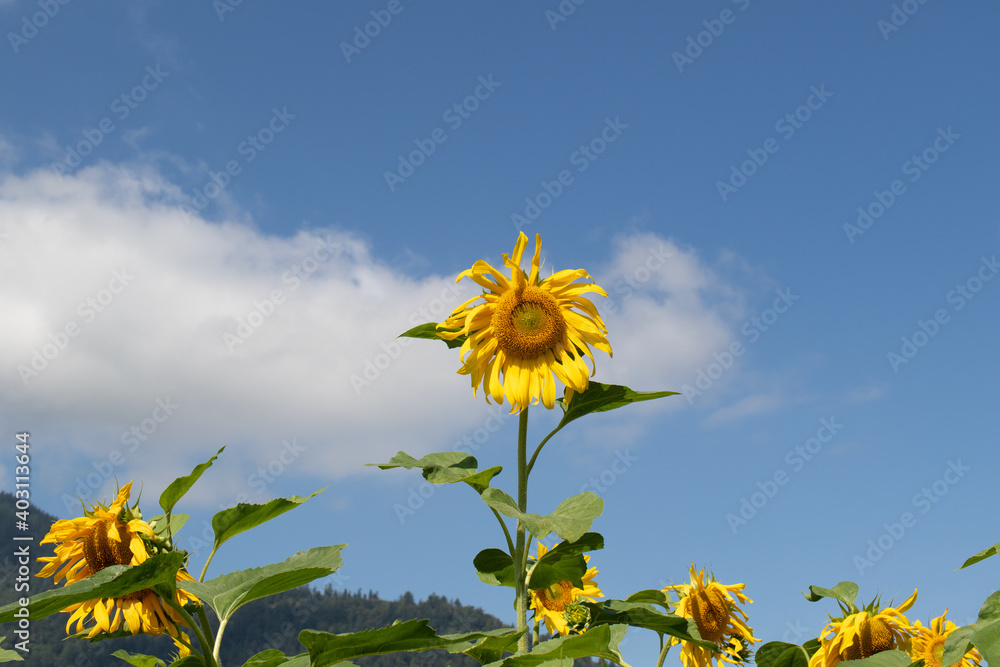 夏季草地上的亮黄色向日葵