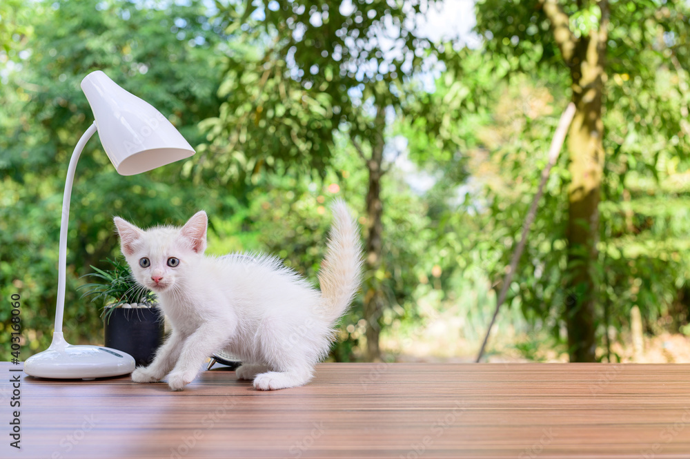 桌子上的可爱猫