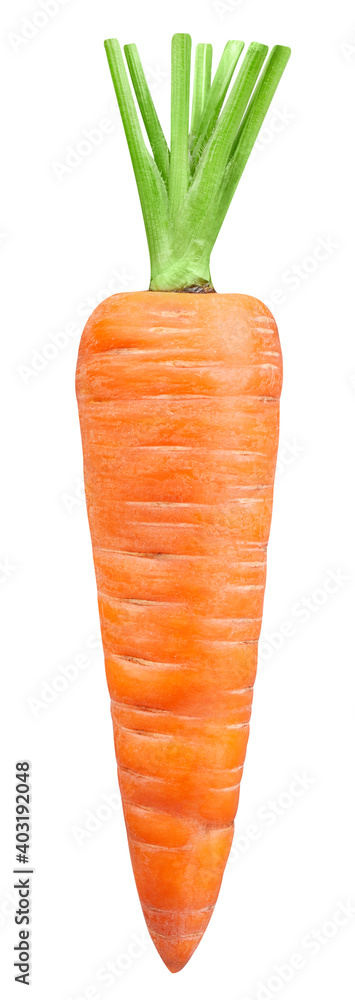 Ripe whole carrot vegetable isolated