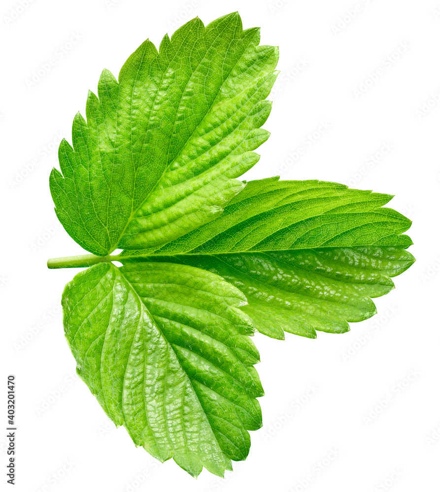 Strawberry leaf isolated on a white background