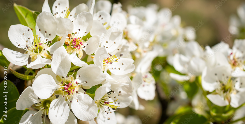 white apple blossoms macro shot with visible details