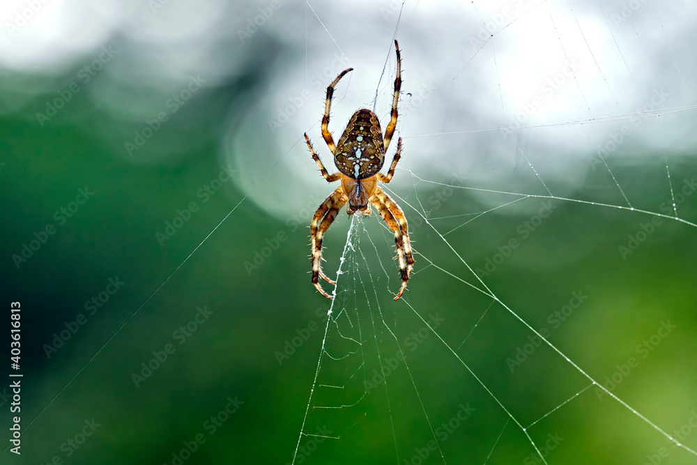 Gartenkreuzspinne ( Araneus diadematus ).