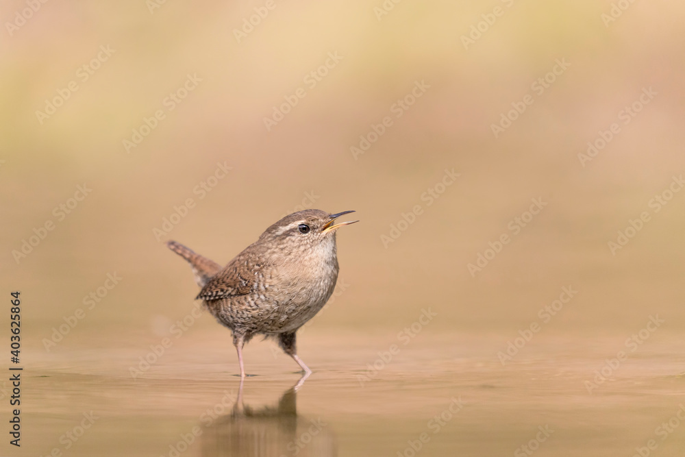 黎明时孤立的欧亚鹪鹩（Troglodytes Troglodytes）