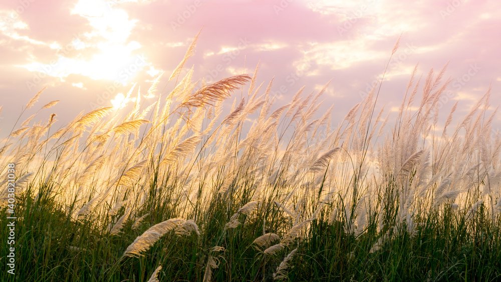 Wild Cane flower fields lit by sunlight or Saccharum spontaneum.