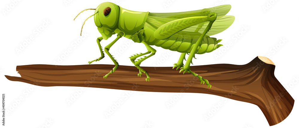 Close up of grasshopper on a branch on white background