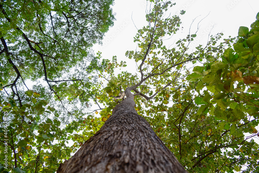 Low angle shot of a big tree with many branches.