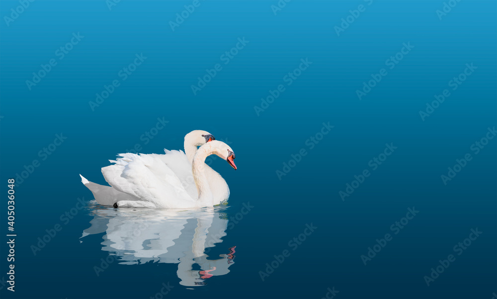 Two swans floating on the water