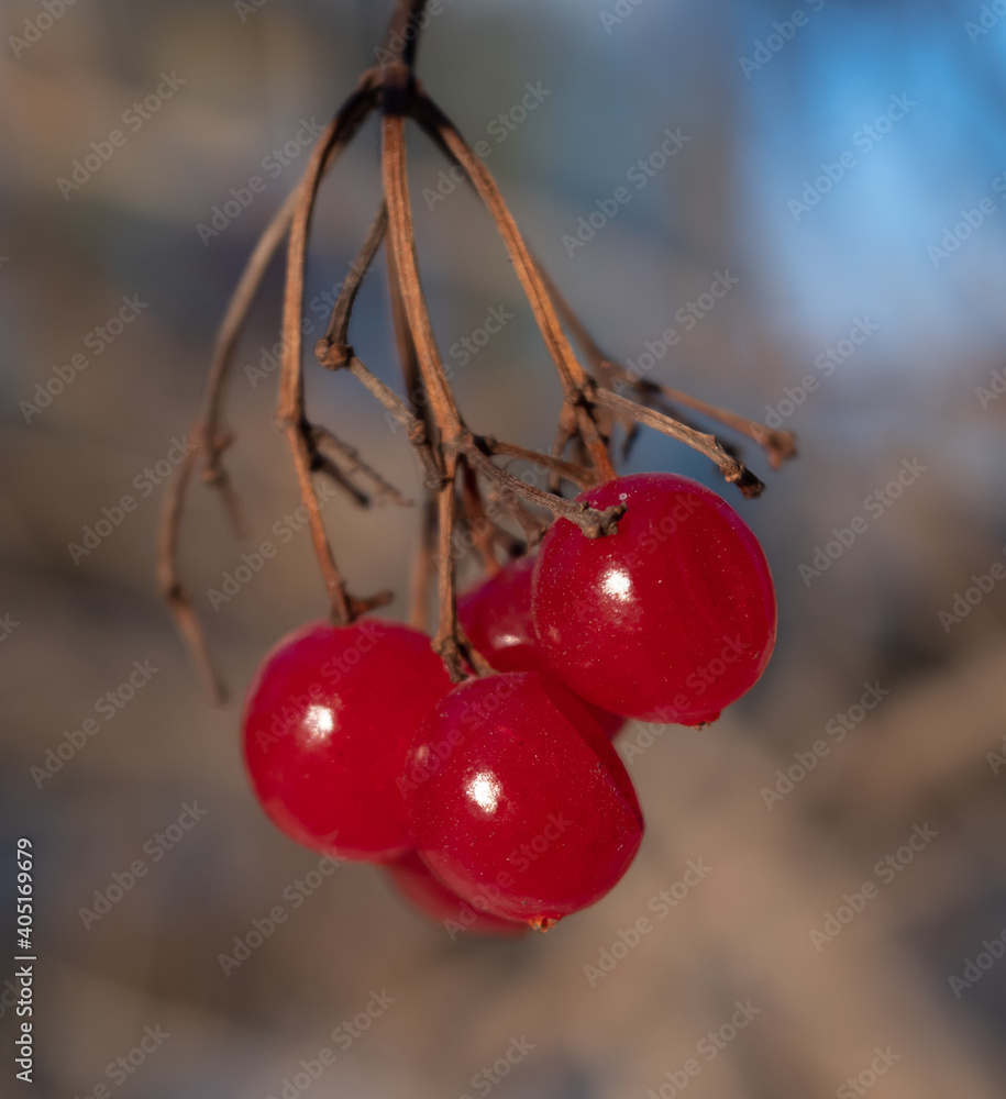 Frozen mountain ash on the branches.