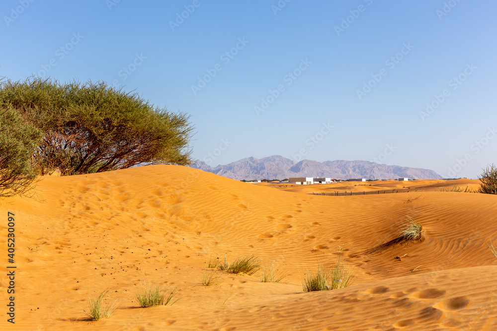 沙漠景观，沙丘、住宅楼、野生的Ghaf树和草丛，Hajar Moun