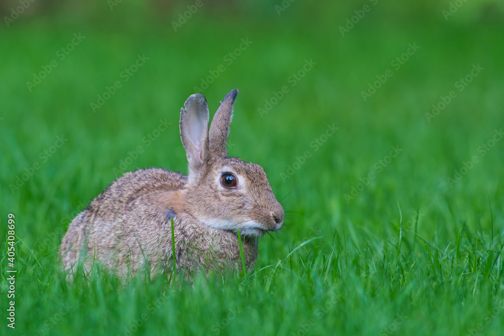 欧洲兔Konijn，欧洲兔Oryctolagus cuniculus