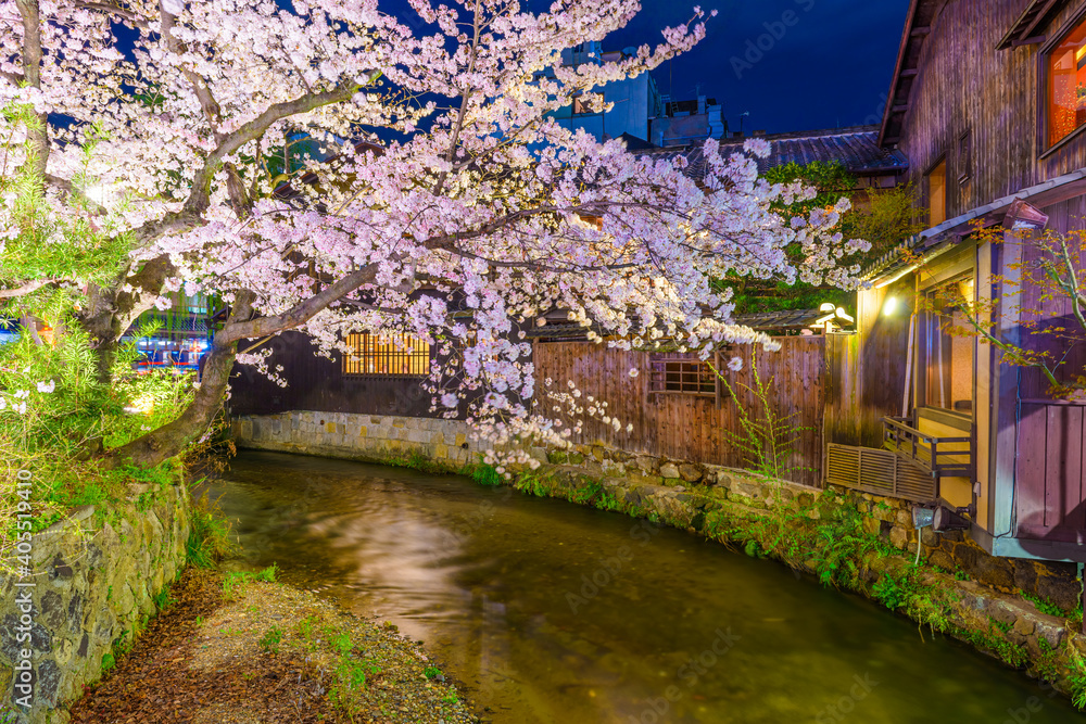 春天樱花盛开季节，日本京都白川河