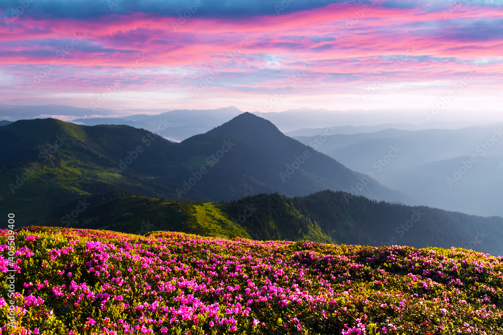 夏天，杜鹃花覆盖了山脉和草地。紫色的日出光在前方闪耀