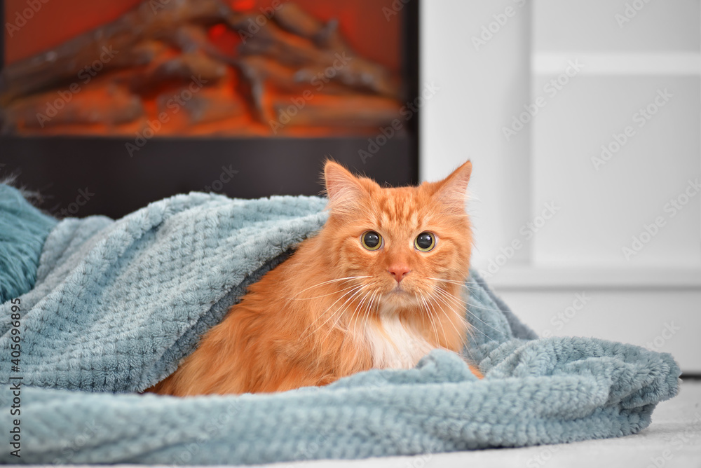 Cute cat near fireplace at home. Concept of heating season