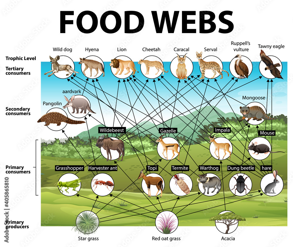 Education poster of biology for food webs diagram