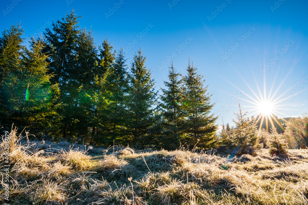 Funny cute Christmas tree sprinkled with white snow on a sunny meadow in the Carpathian mountains