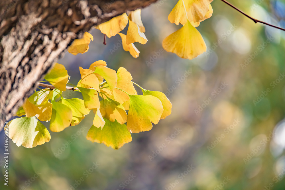 綺麗に紅葉したイチョウ