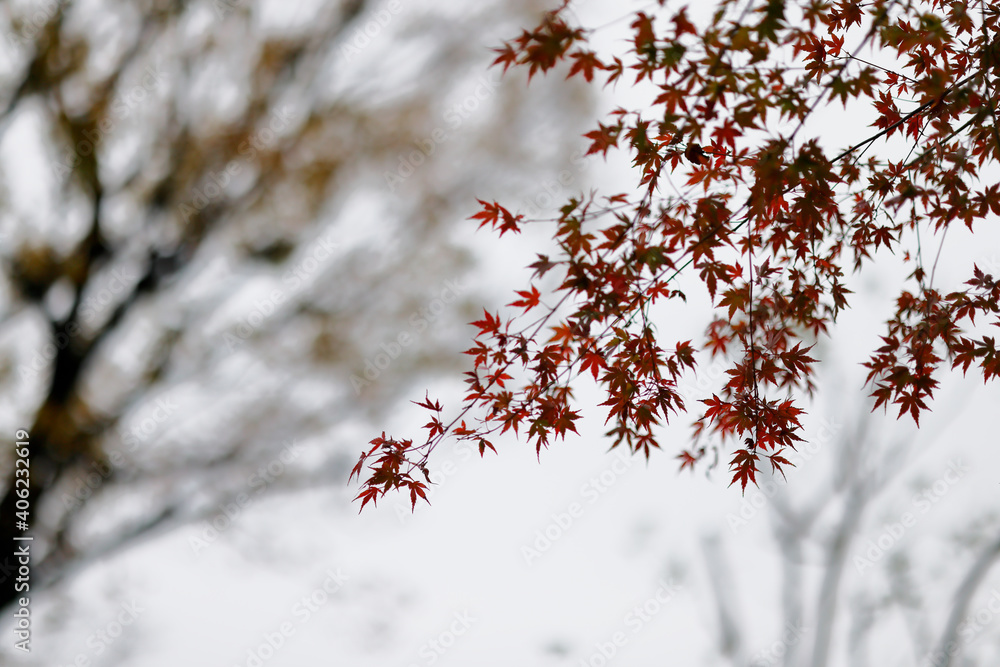 赤く紅葉した楓の葉