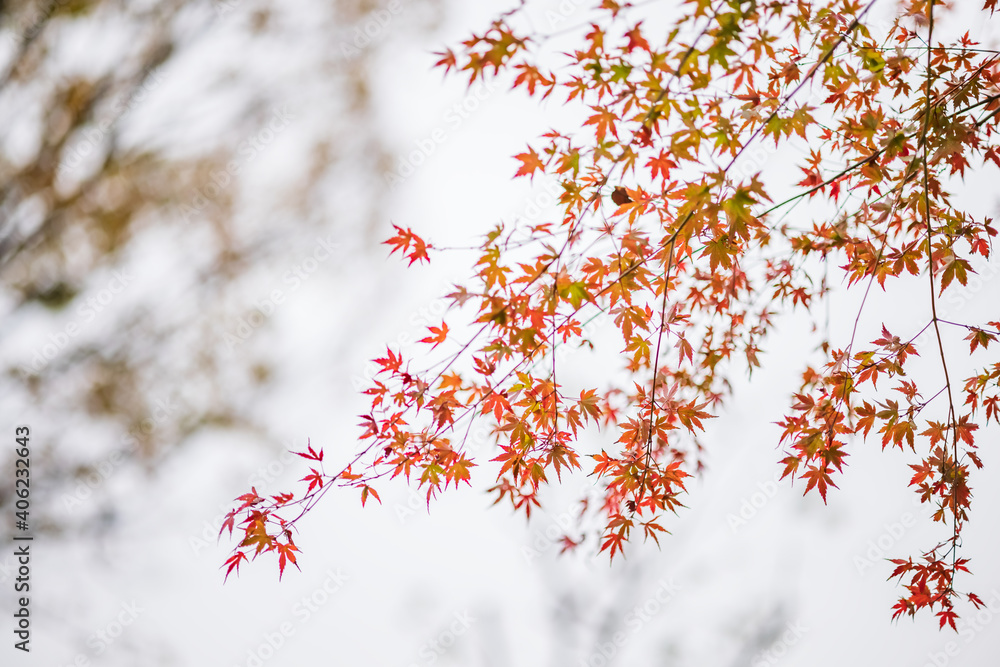 赤く紅葉した楓の葉