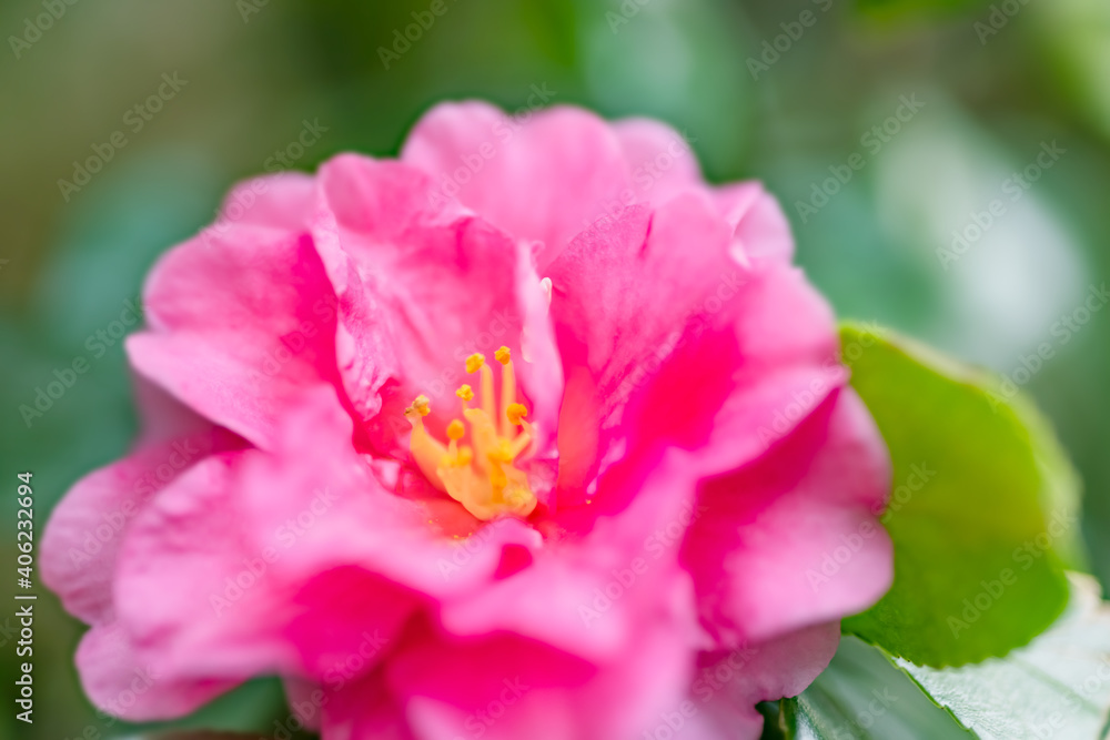 赤く綺麗な椿の花