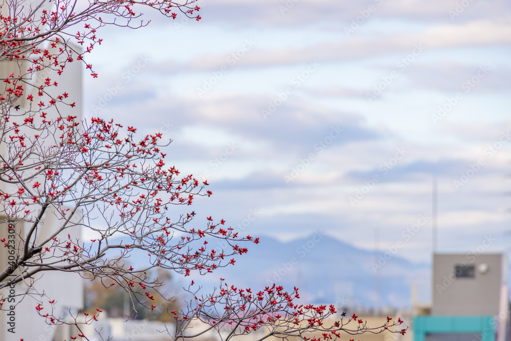 住宅街に植えられた木についた赤い実