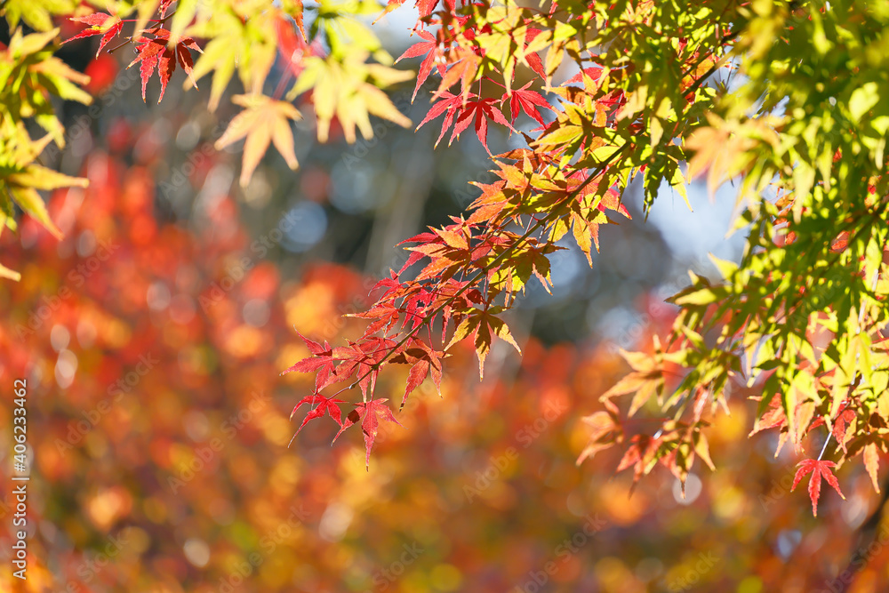 太陽の光を浴びる紅葉した葉