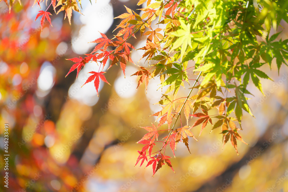 太陽の光を浴びる紅葉した葉