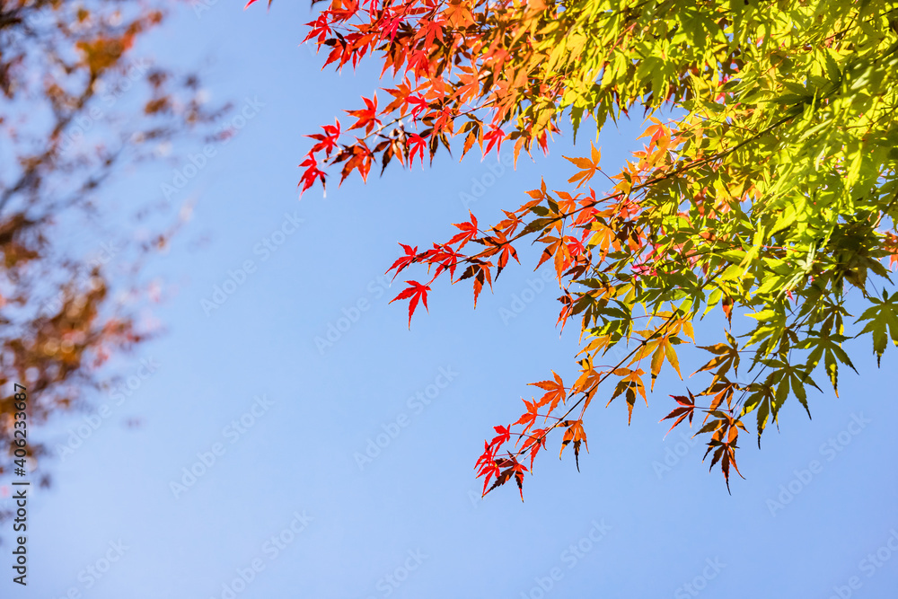 太陽の光を浴びる紅葉した葉