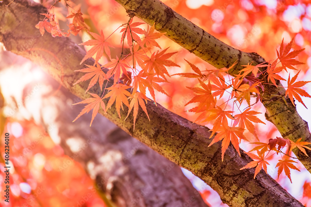 太陽の光を浴びる紅葉した葉