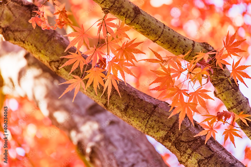 太陽の光を浴びる紅葉した葉