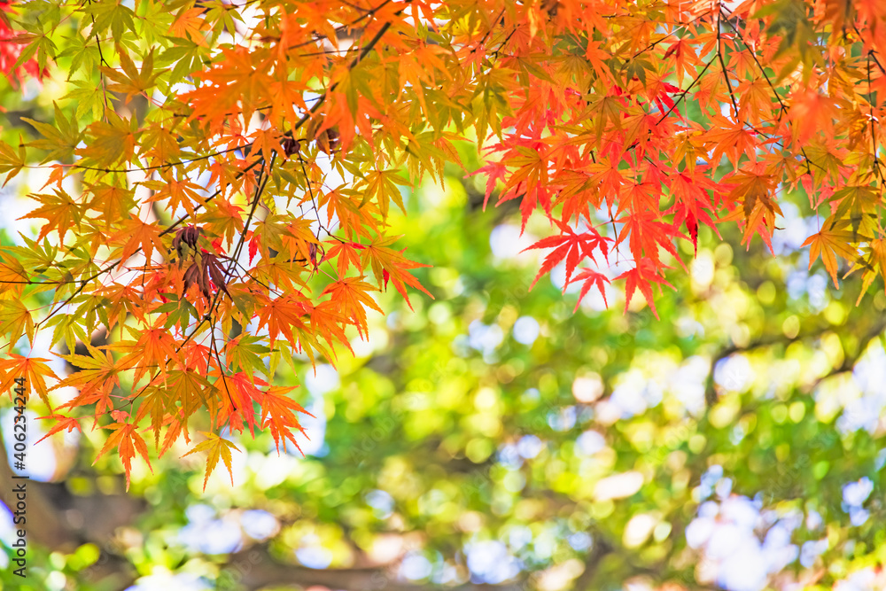 太陽の光を浴びる紅葉した葉