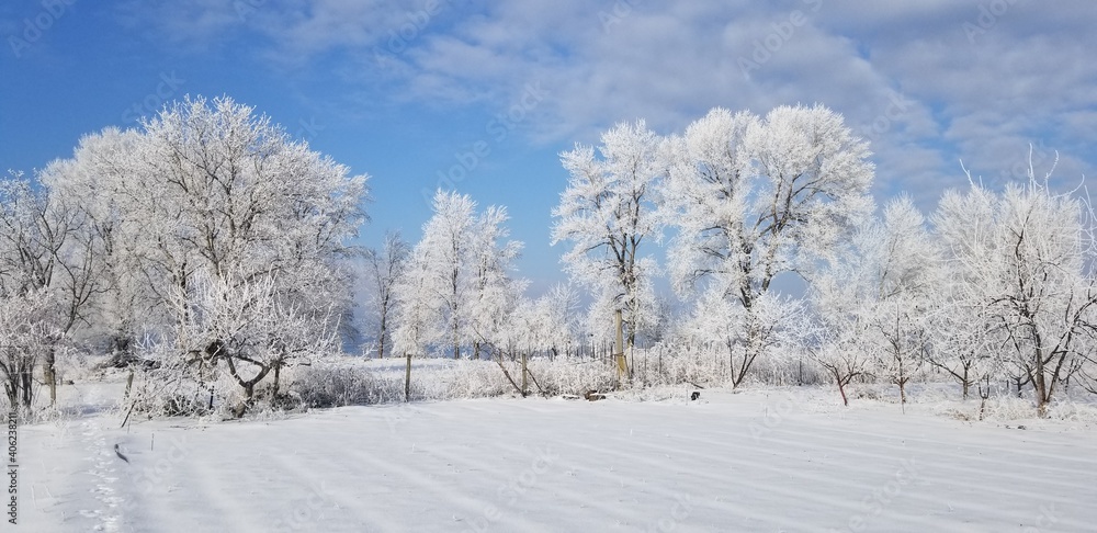 白雪皑皑的树木