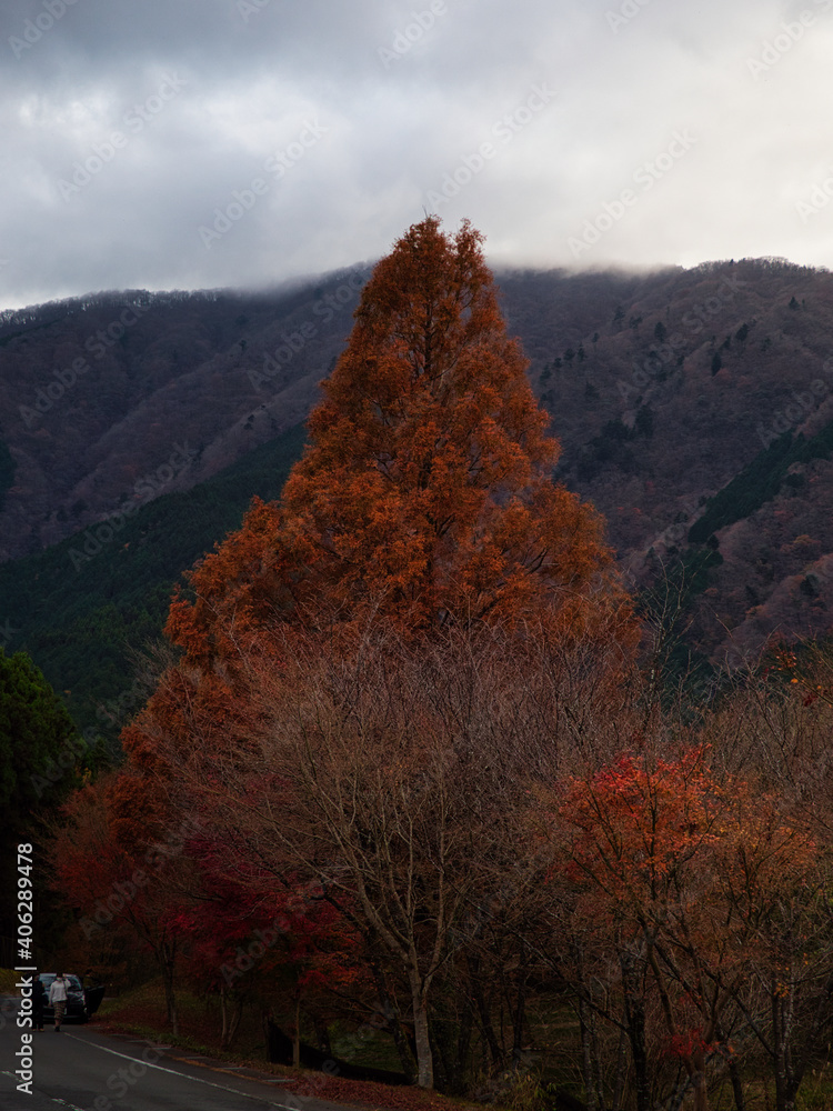 燃えるような大木