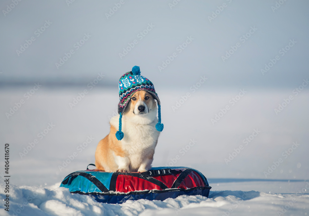 一只戴着针织帽子的滑稽柯基犬小狗坐在雪上，骑在面包上