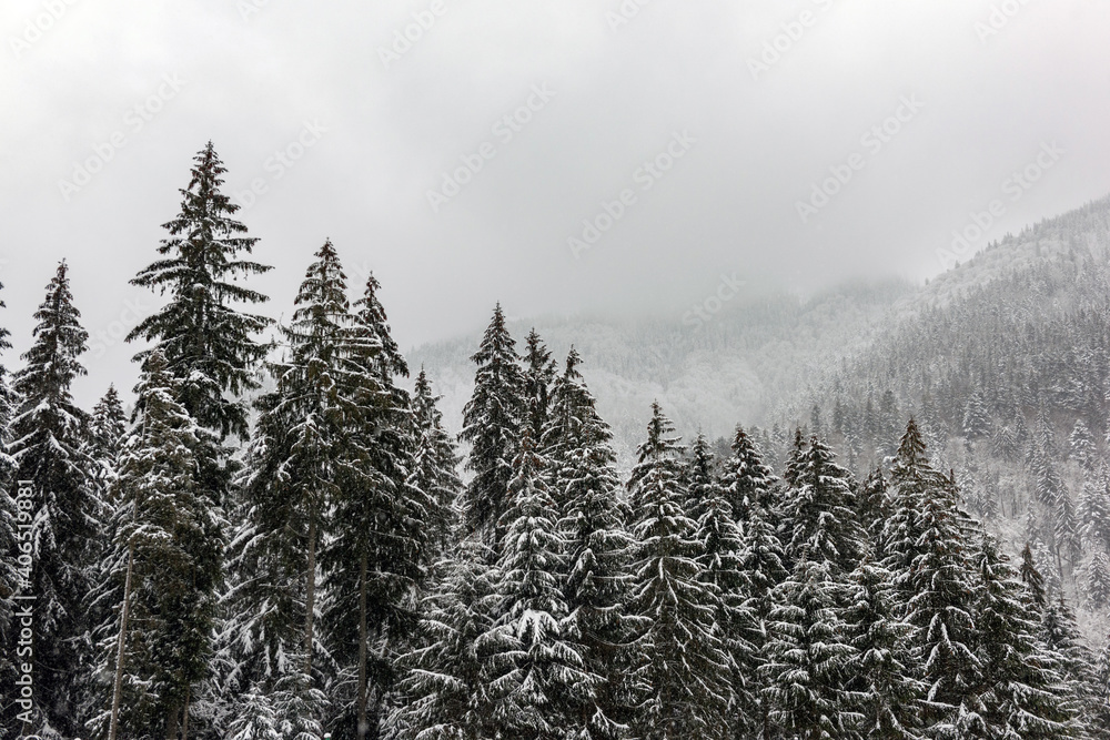 Winter fir and pine forest covered with snow after strong snowfall