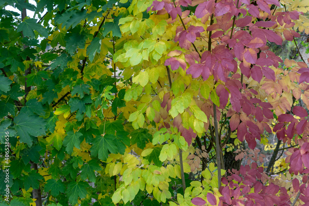 Bunte Blätter im Herbst