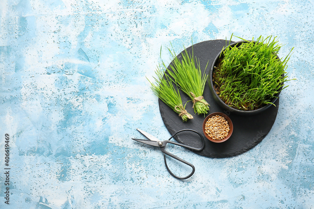 Fresh wheatgrass, seeds in bowl and scissors on color background