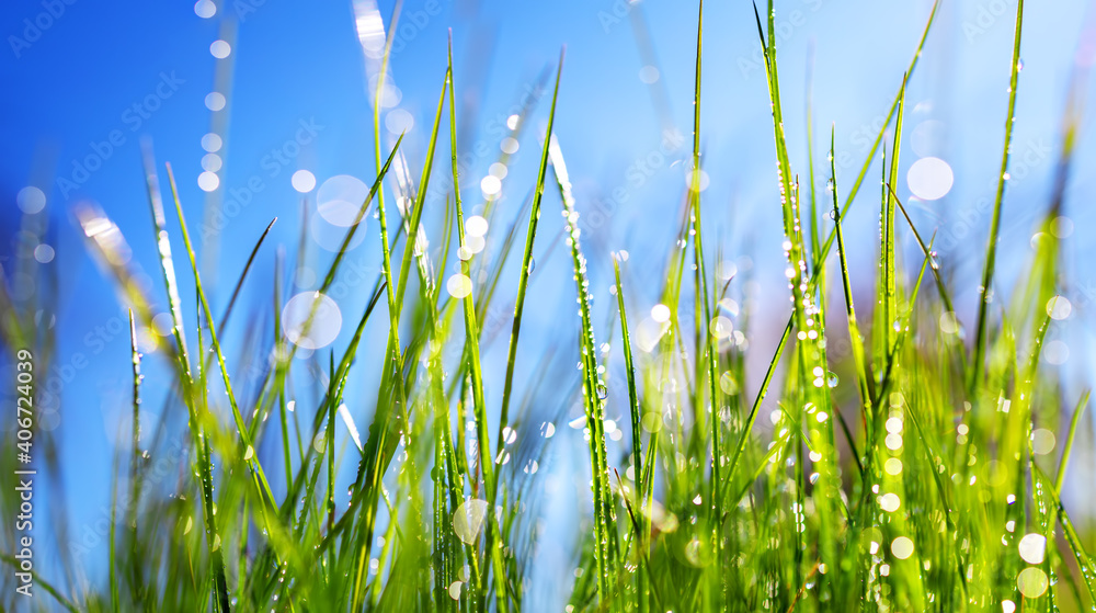 阳光明媚的夏日，特写清新的绿草背景