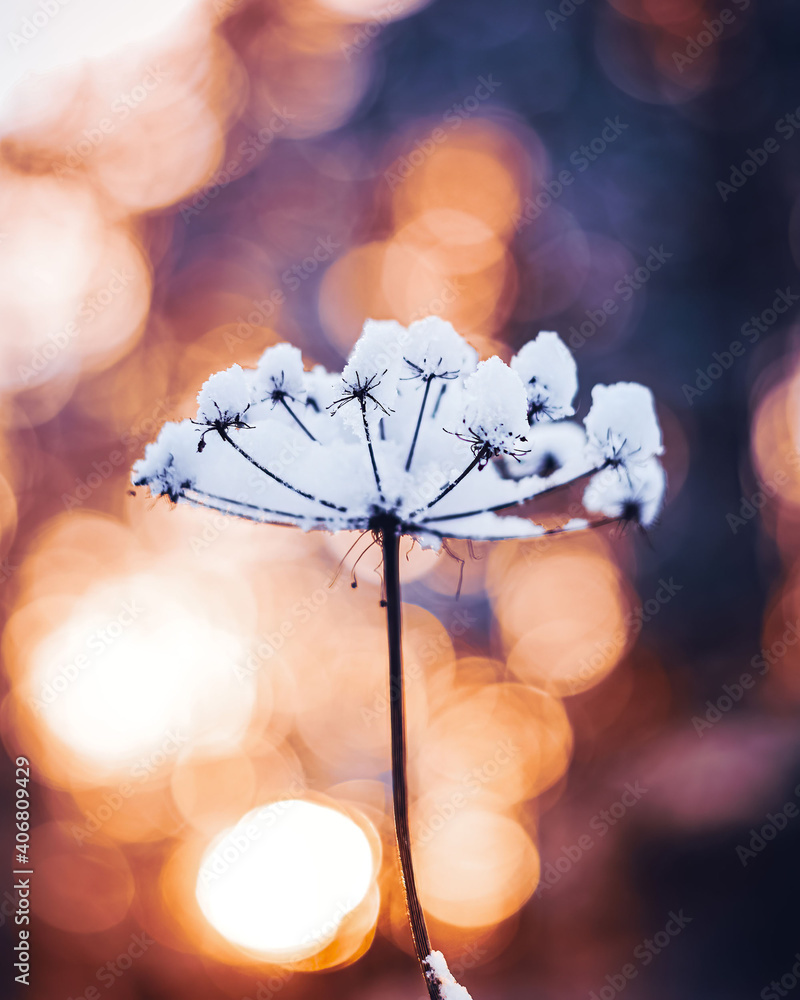 覆盖着雪的干燥花枝的宏观图像。浅景深，S处有气泡