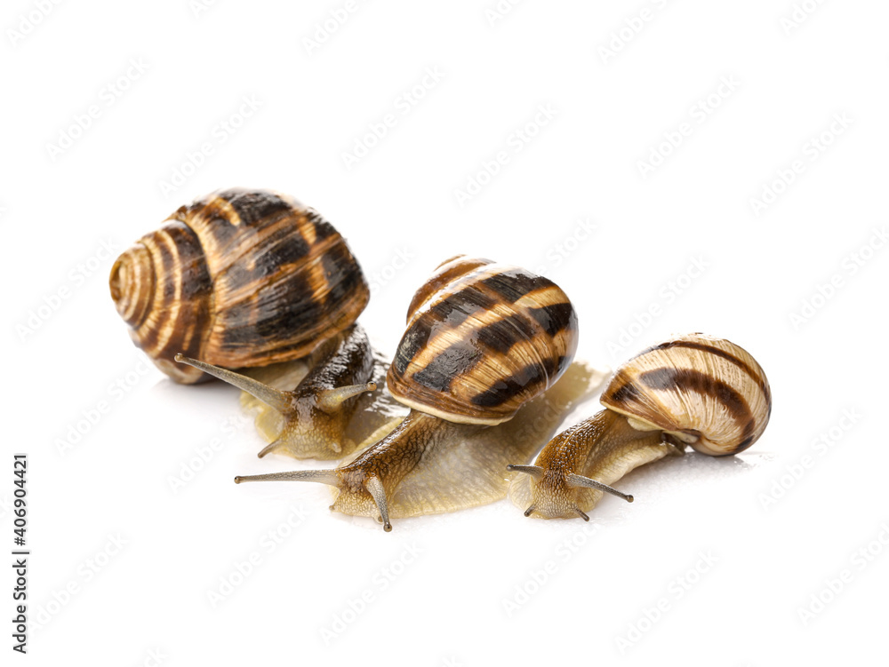 Grapevine snails on white background