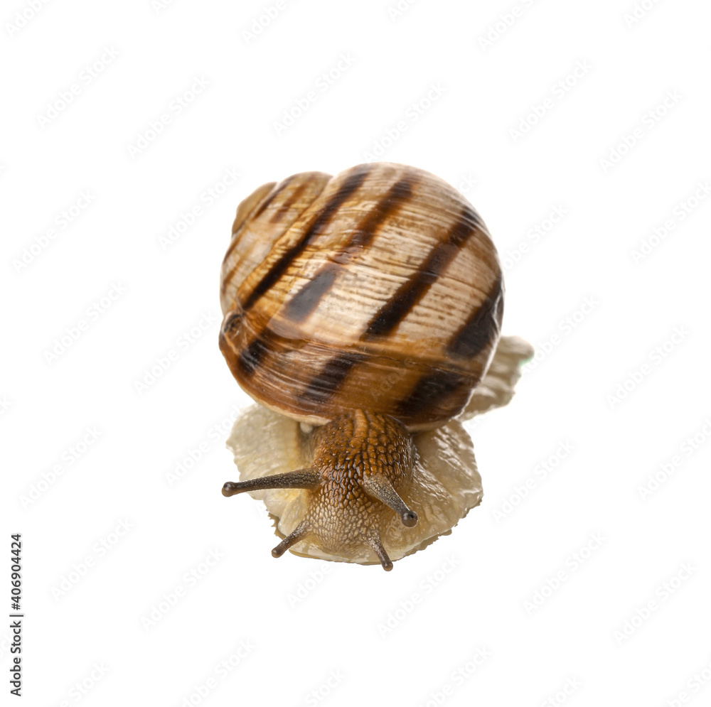 Grapevine snail on white background